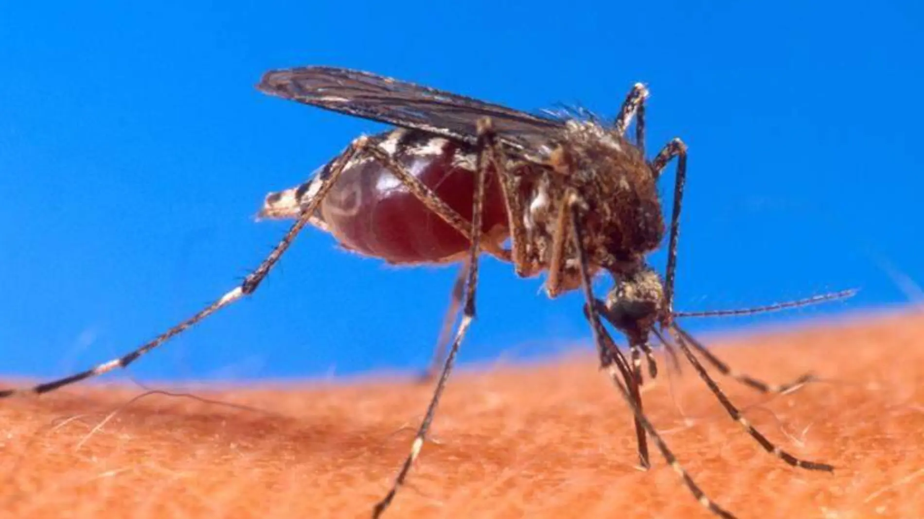 Dengue avanza en Puebla